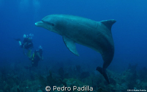 Dolphin playing with us.
Nikon D80 with 15mm lens and tw... by Pedro Padilla 